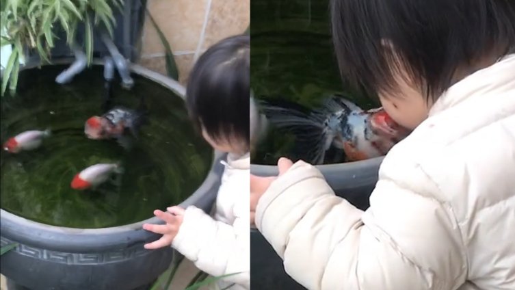 【萌娃趴鱼缸被鱼跃出水面偷亲,小可爱激动地笑了起来】近日,浙江温州。一萌娃趴在自家鱼缸上观